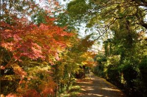 秋月城（あきづきじょう）跡周辺の紅葉は九州首位の美しさ