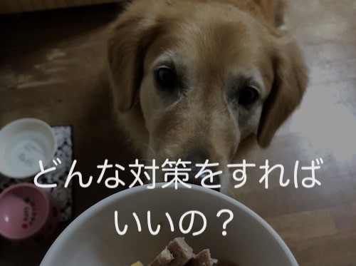 愛犬の食欲がすごいんだけど大丈夫？！対策はあるの？