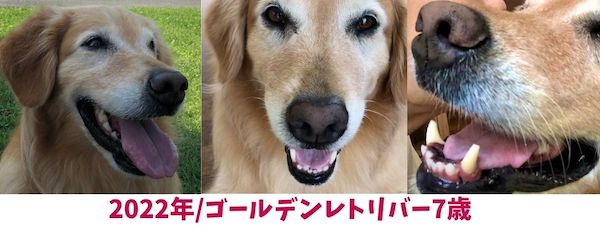 大型犬に向いている歯磨き粉〜ジェルタイプおすすめ3選！